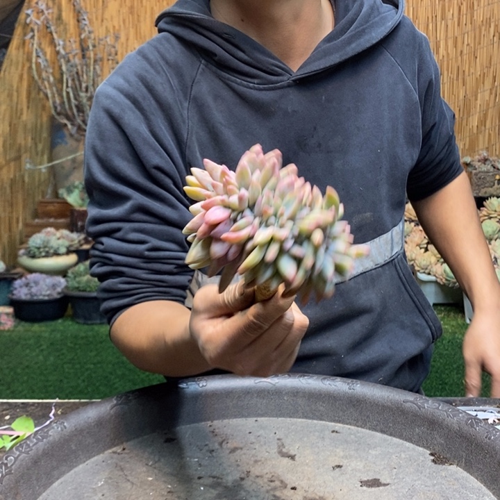 团***吃256 号淡雪多肉植物