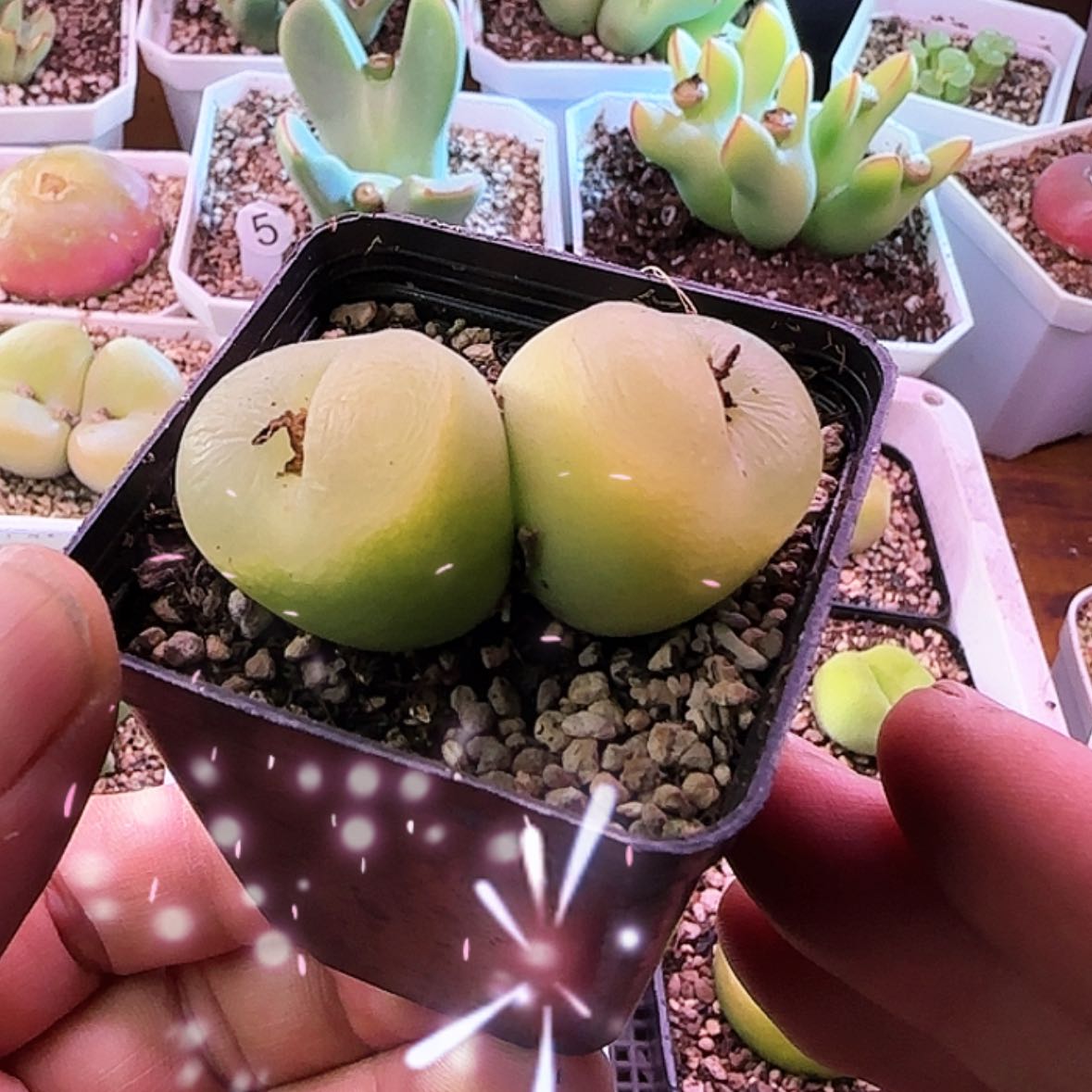 【闪购商品】12345678