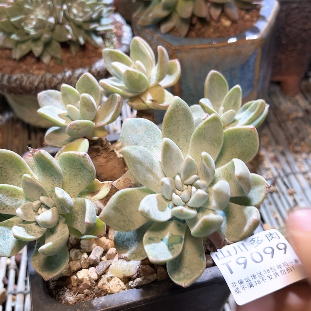 9099泡芙仙女杯多肉