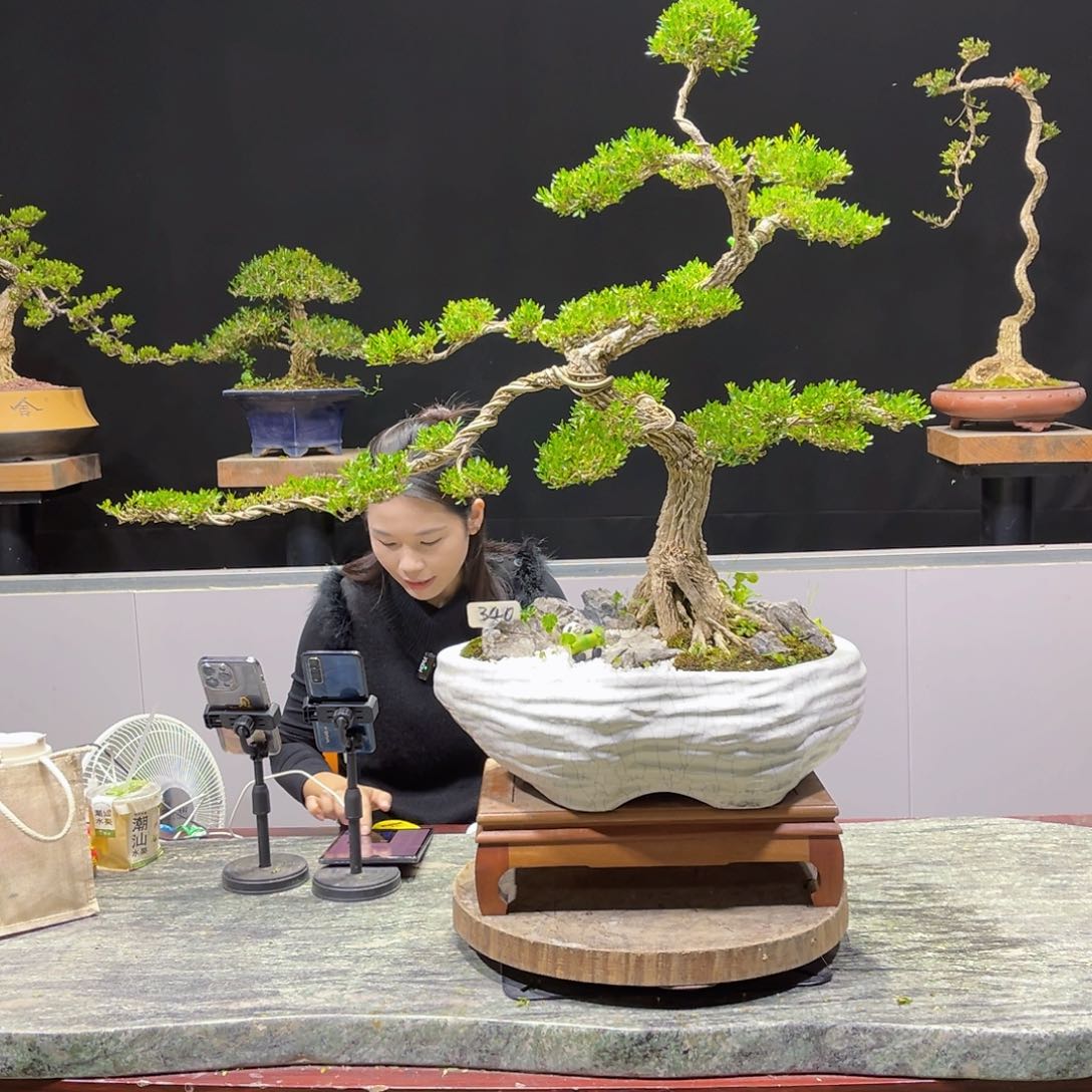 四季常青老桩黄杨盆景