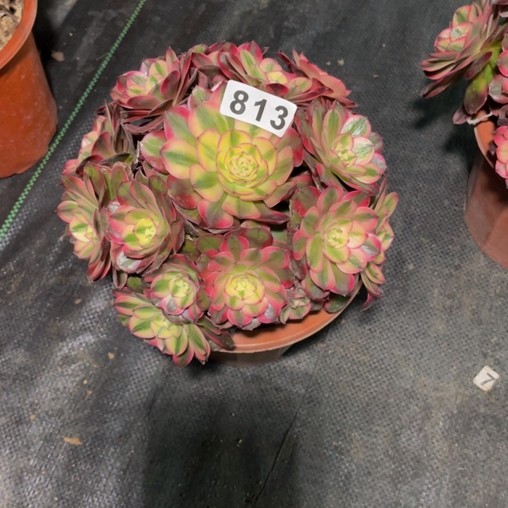 813老庄多肉法师荔枝