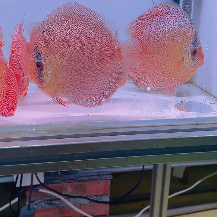 七彩神仙鱼寅18栋