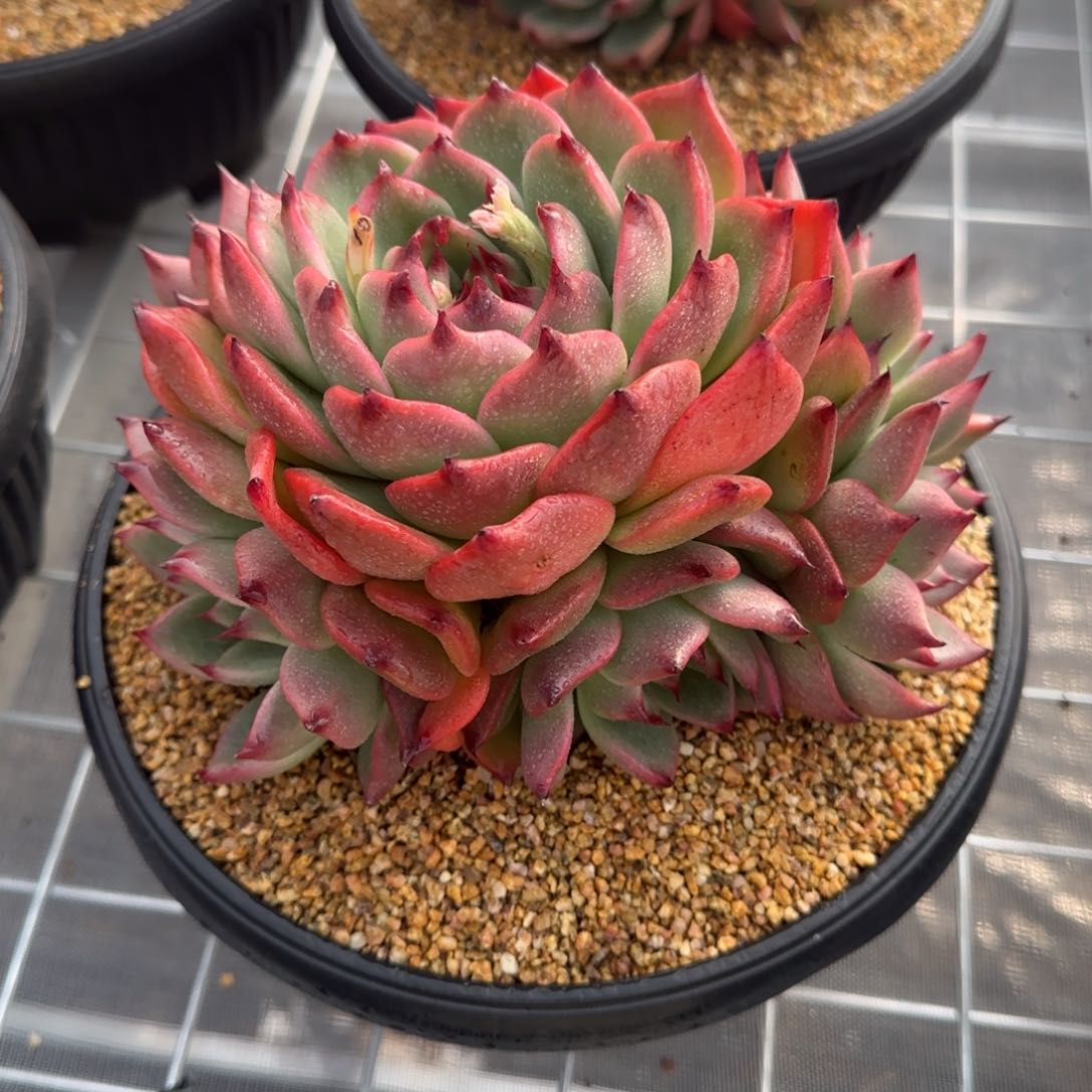 从前慢花园精选多肉加西亚