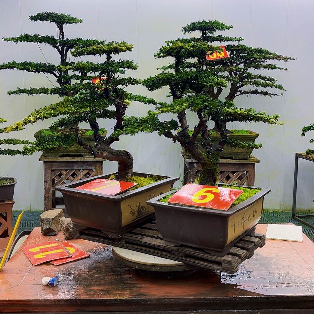 无花朵罗汉松一物一拍