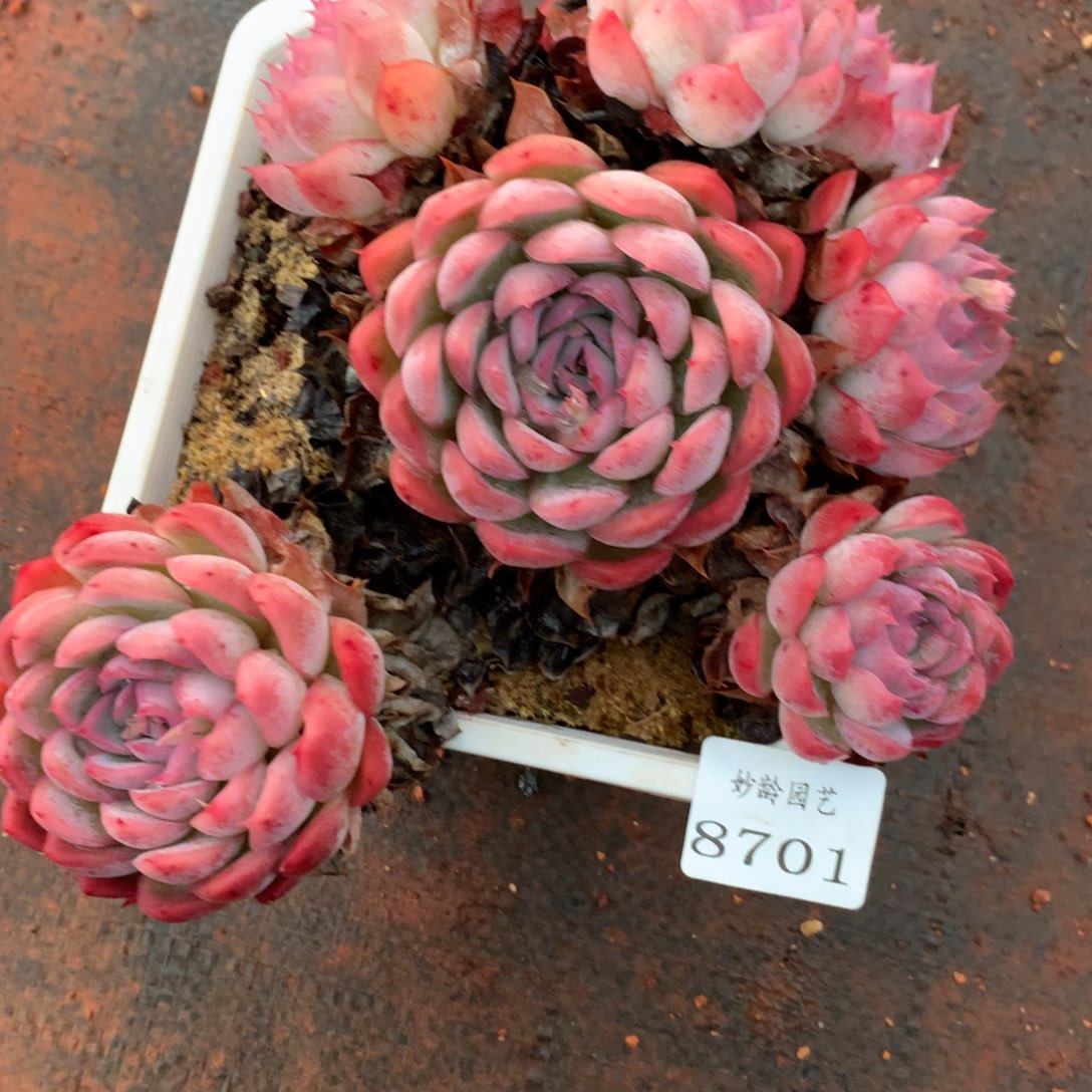 8701杂交多肉老桩