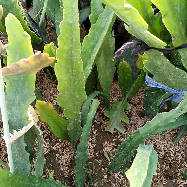 冰*令箭何花过顶