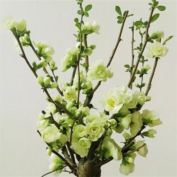 原生绿宝石海棠绿海棠盆景长寿树桩耐寒室内阳台花卉绿植