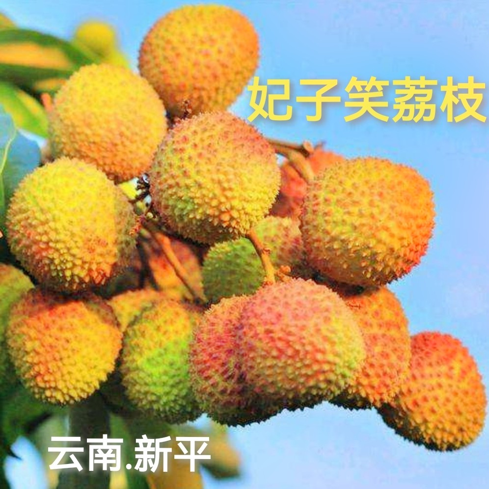 【顺丰包邮】云南妃子笑荔枝老树果新鲜采摘鲜甜多汁核小肉厚果