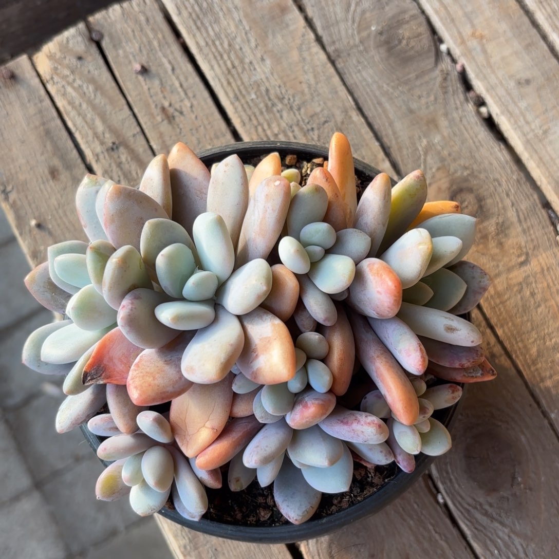 无花朵粉兔群生10头无砍