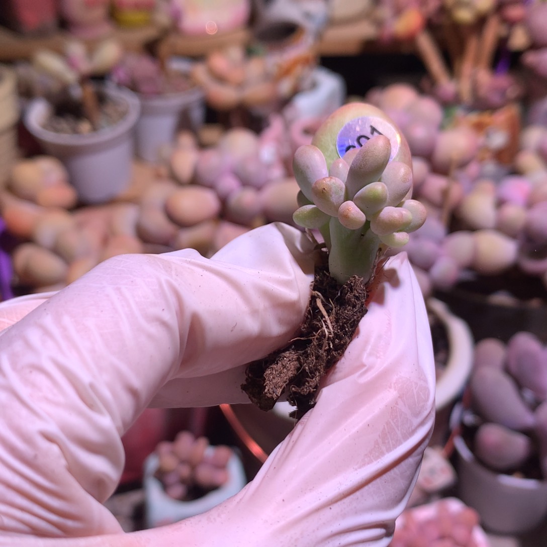 601 芒果奶酪小树。