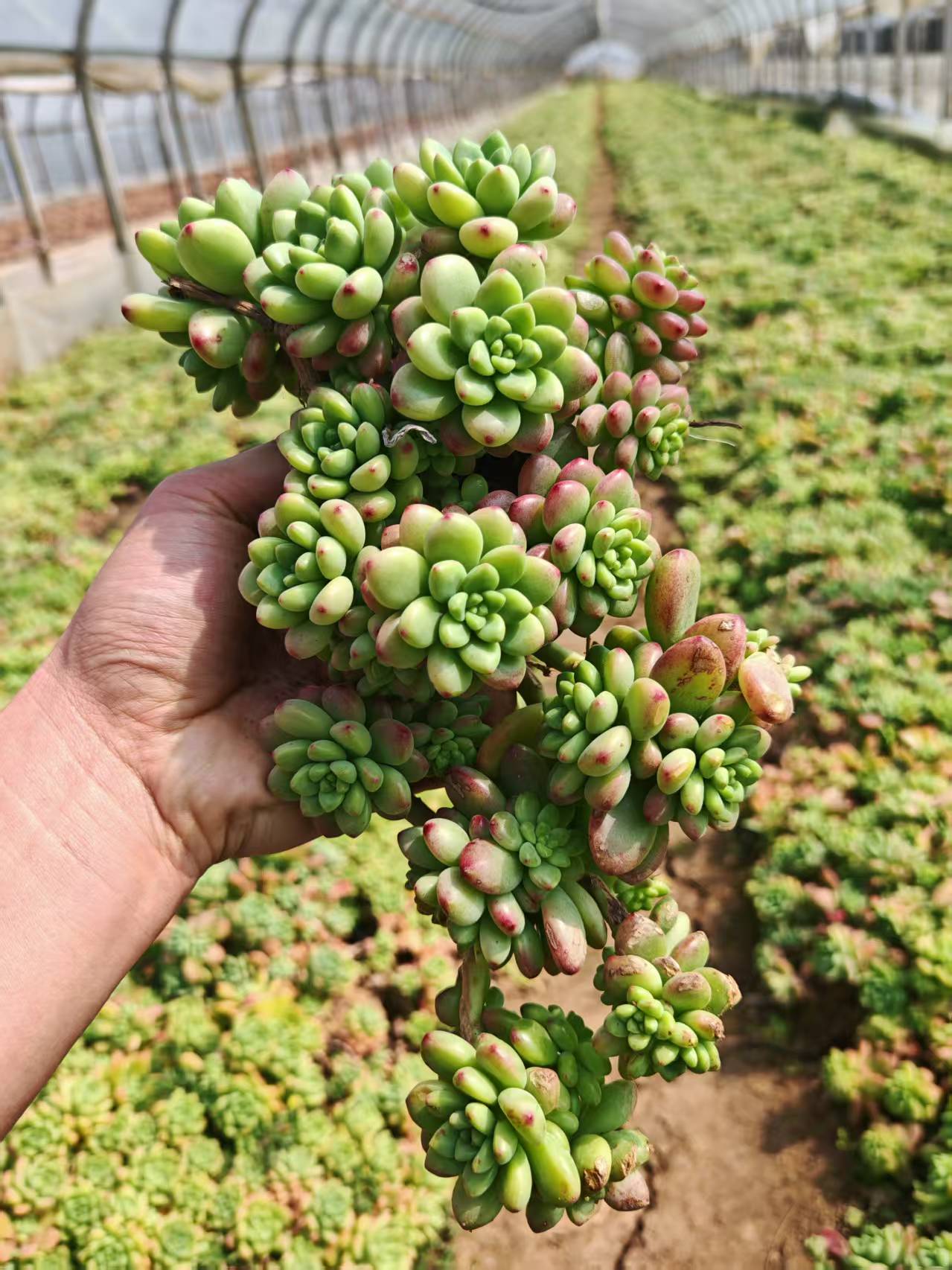 C香格里拉3颗 新手好养 地栽整桩  云南基地直发