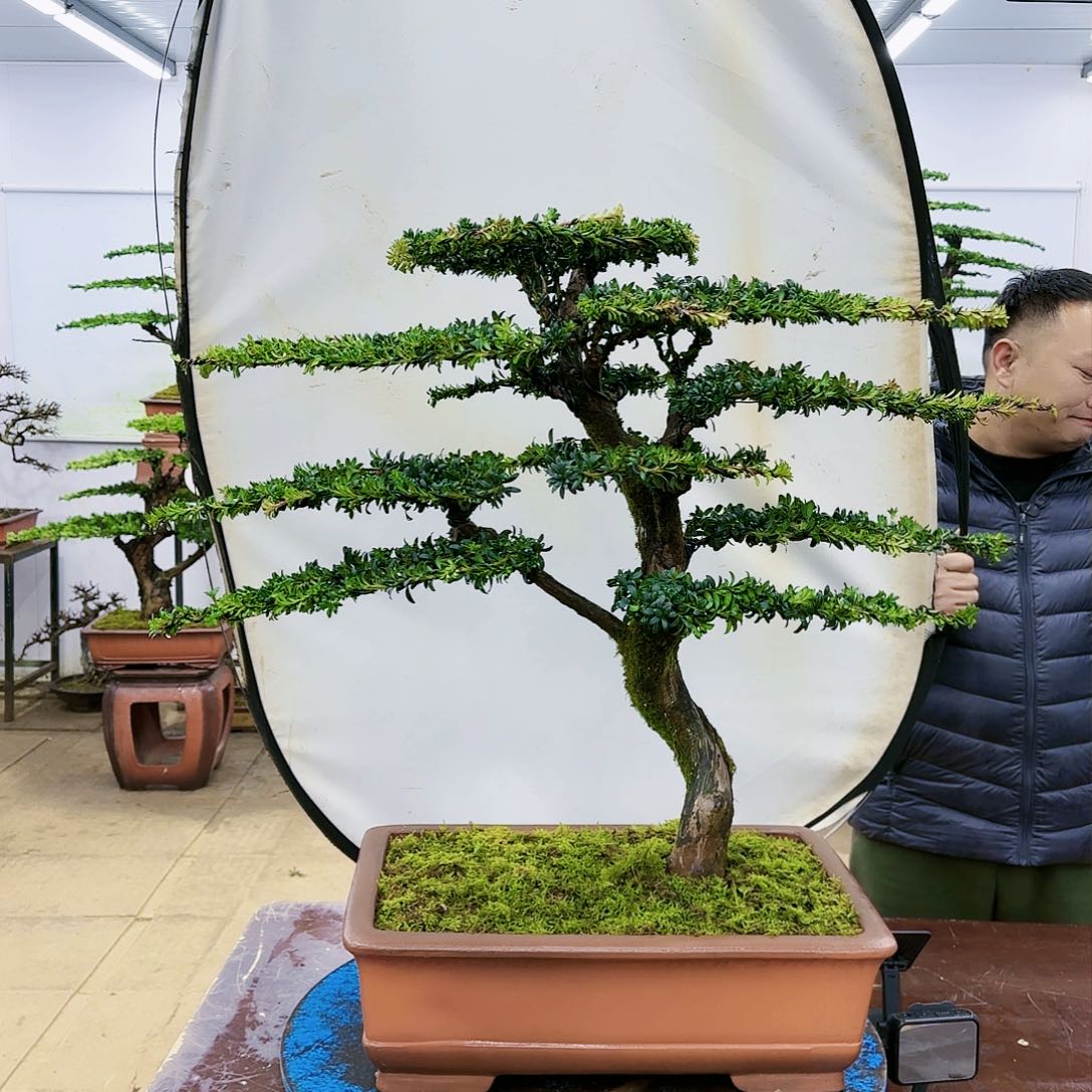 盆景欢迎大家一起来捡漏