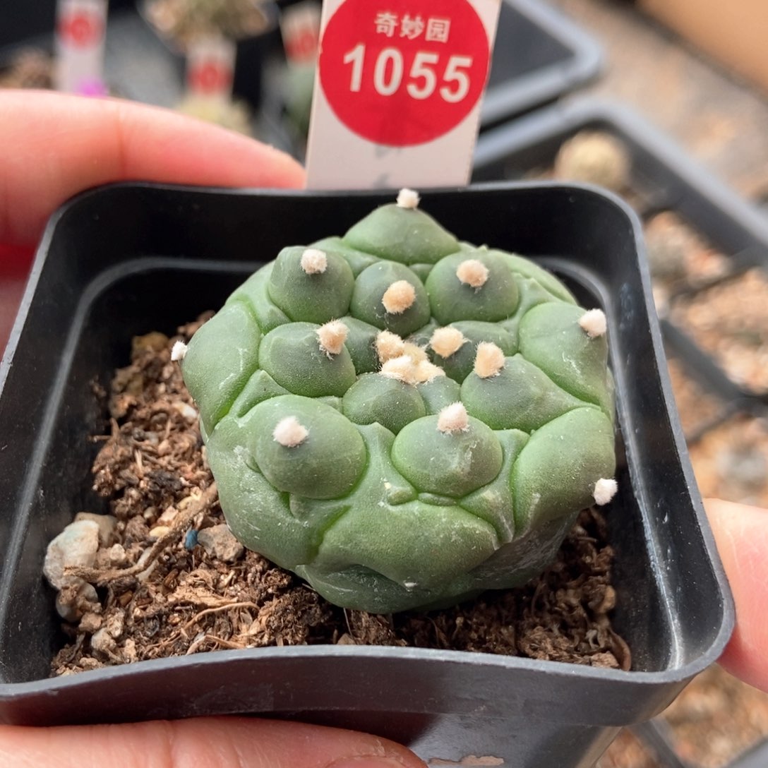 实生角尤龟甲兜4.6cm