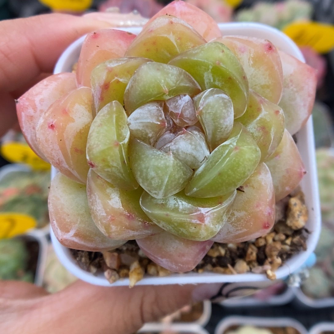 冰淇凌可拍937号。   