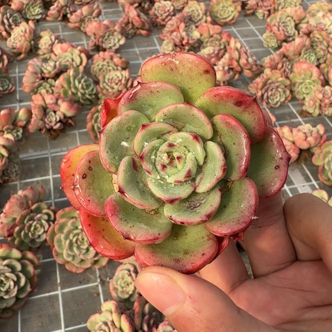 从前慢花园精选三文鱼