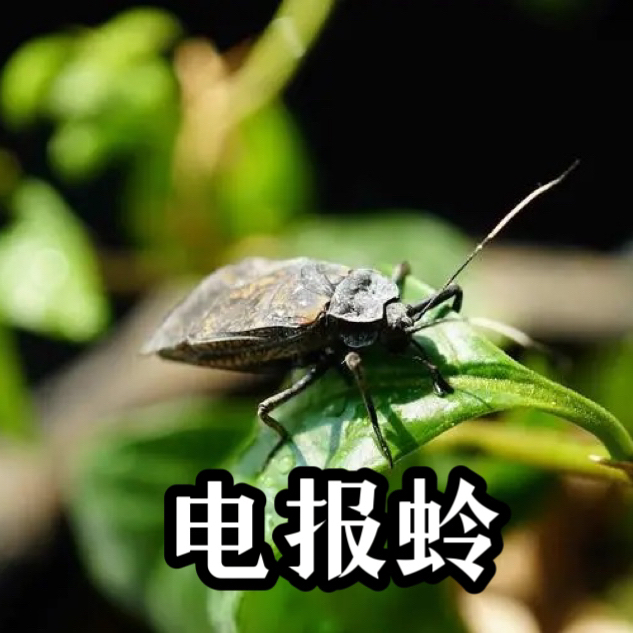 TIGER·电报蛉三个纸筒