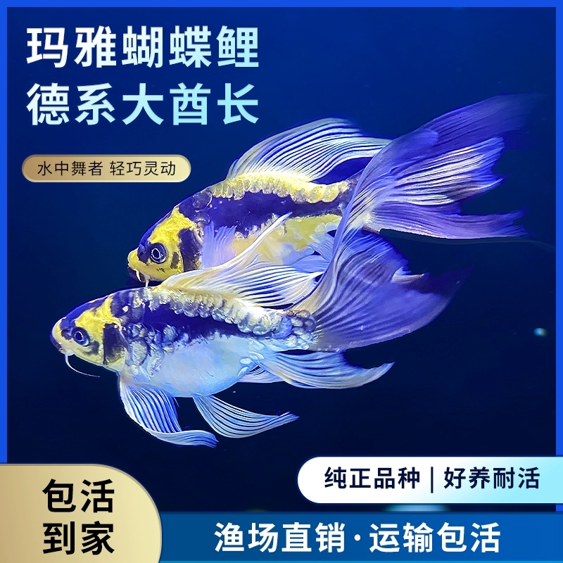 德系玛雅蝴蝶鲤少鳞普身长尾短身锦鲤冷水鱼耐活耐寒淡水观赏鱼苗