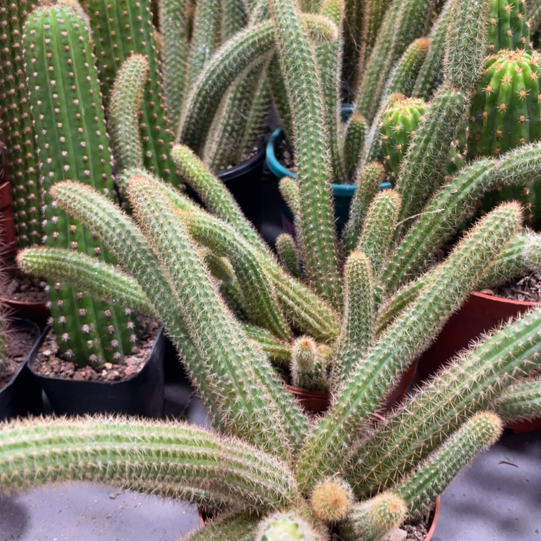 群生新品金妞橙仙子一杯大杯