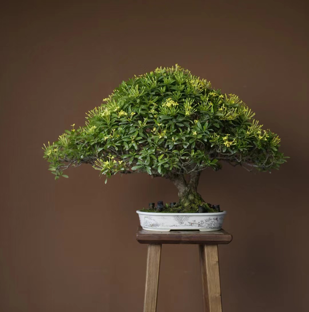 【美美精选】龙船花/老桩/精选盆景