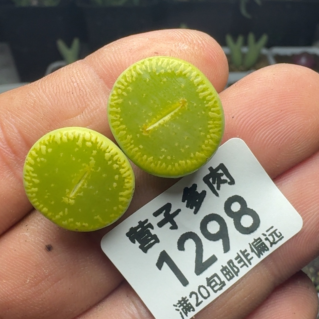 绿光阳。          两颗。       