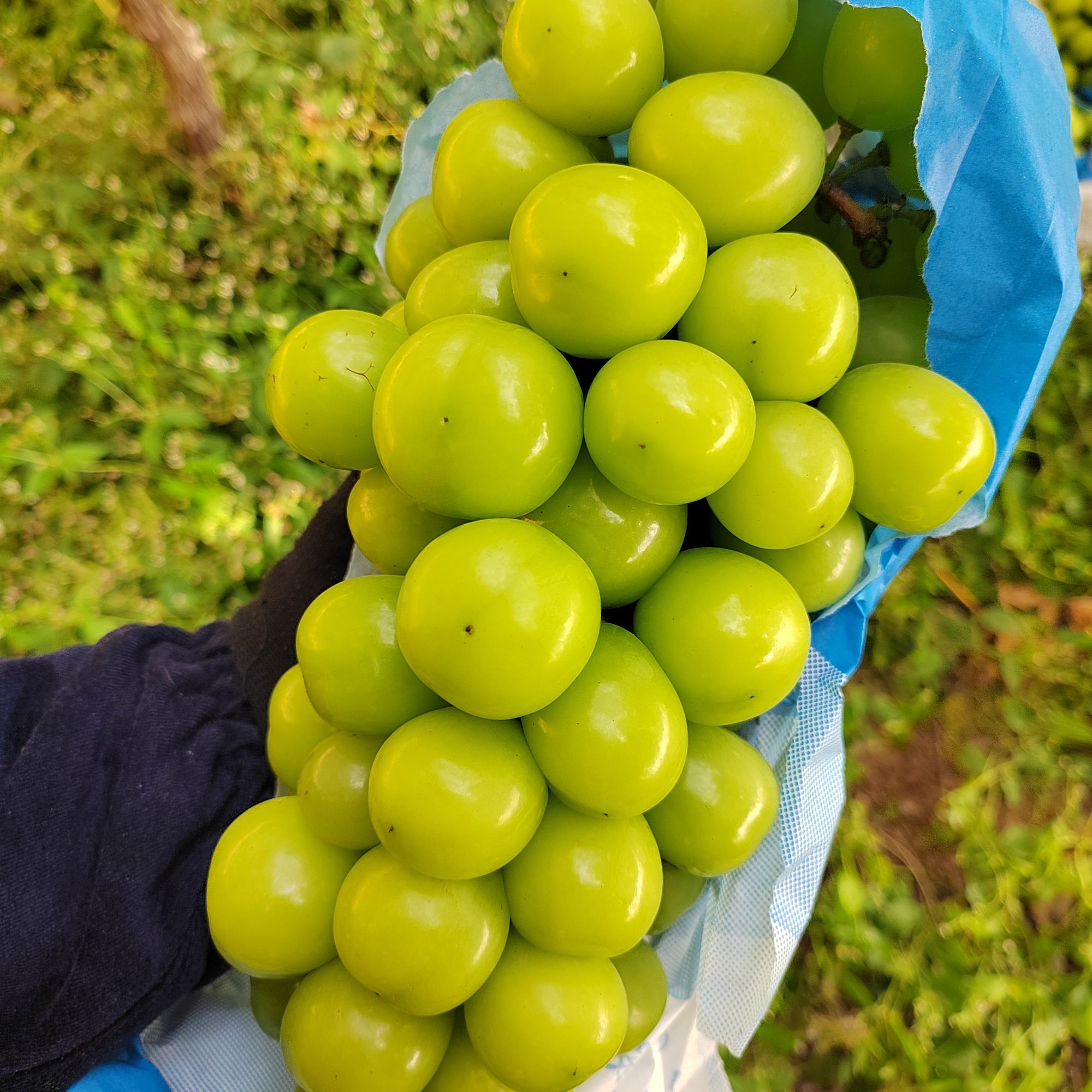 正宗阳光玫瑰葡萄新鲜应季无籽脆甜多汁带玫瑰香果园现摘现发