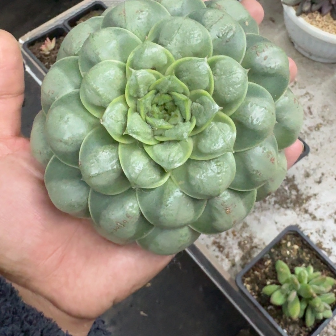 瘤子 单头 一物一拍