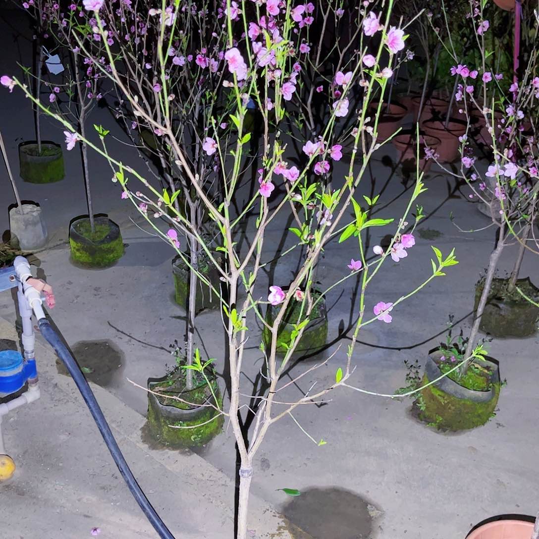 習**你果苗。果苗。果苗6666