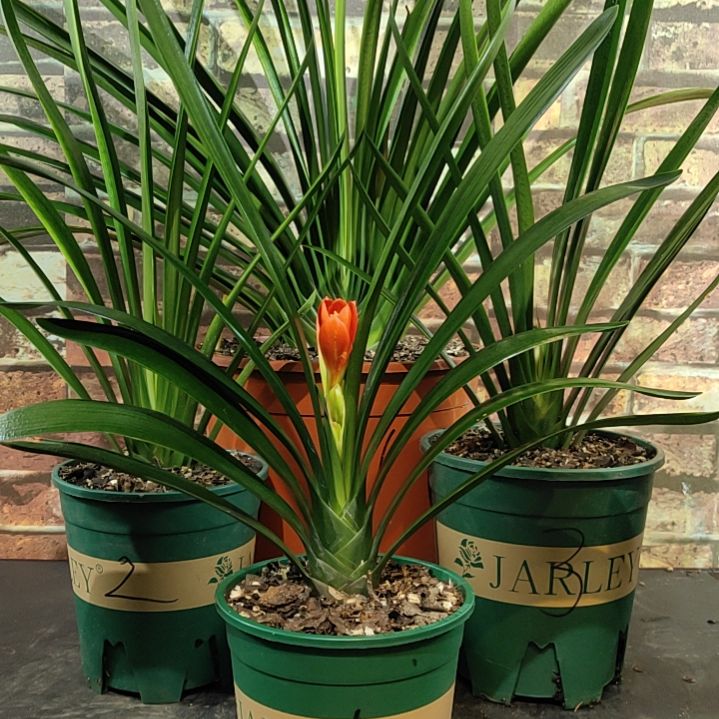 完全开放11111111111