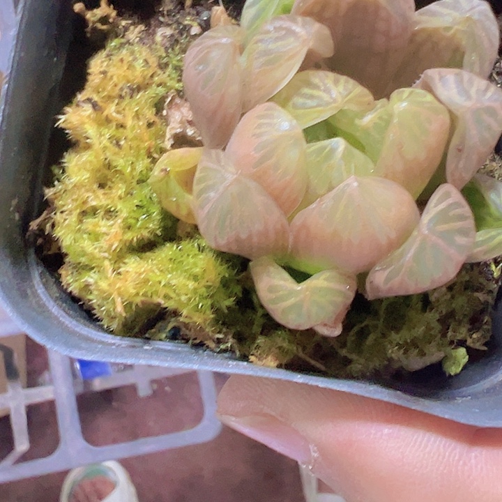 琥珀玉露精品多肉植物大战