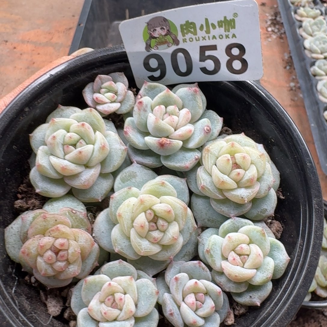 多肉植物多肉植物