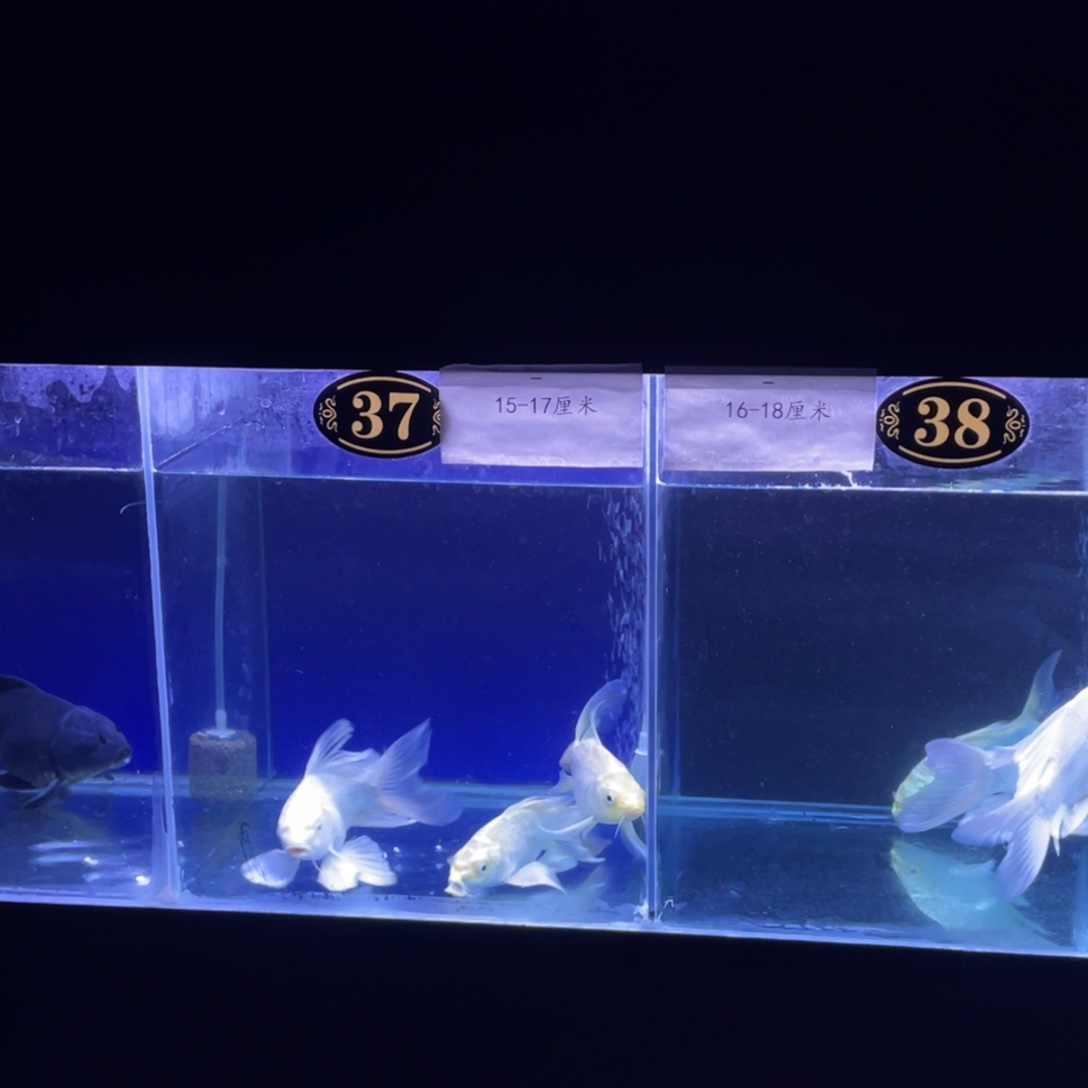 该***稚蝴蝶鲤鱼白色蝴蝶鲤1金色2