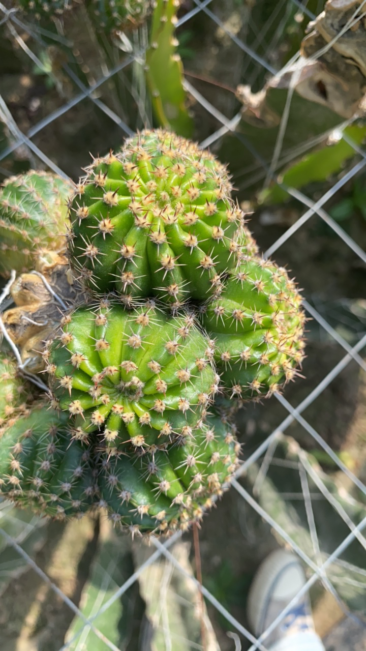 清清园艺彩草梨花落3厘米随机