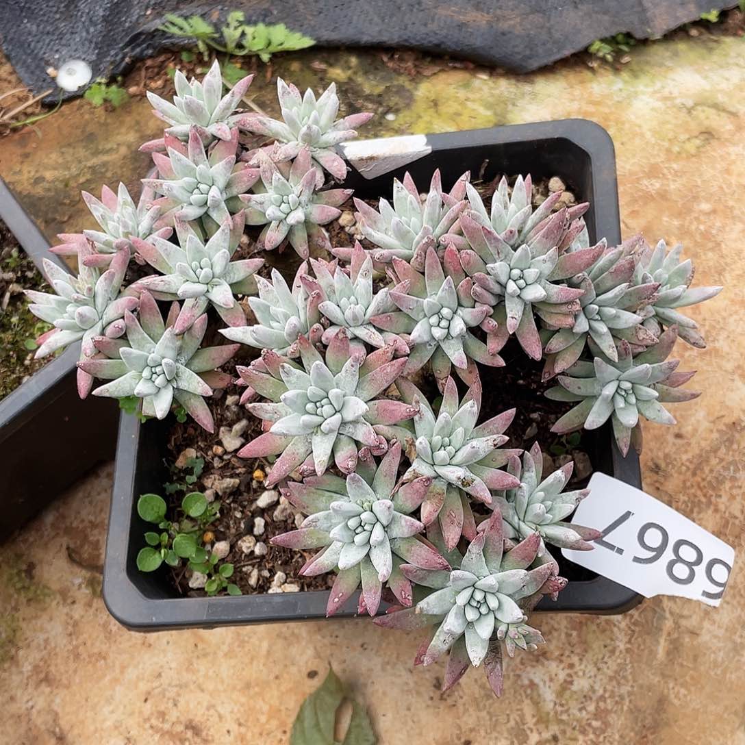 向****主仙女杯多头老桩6867