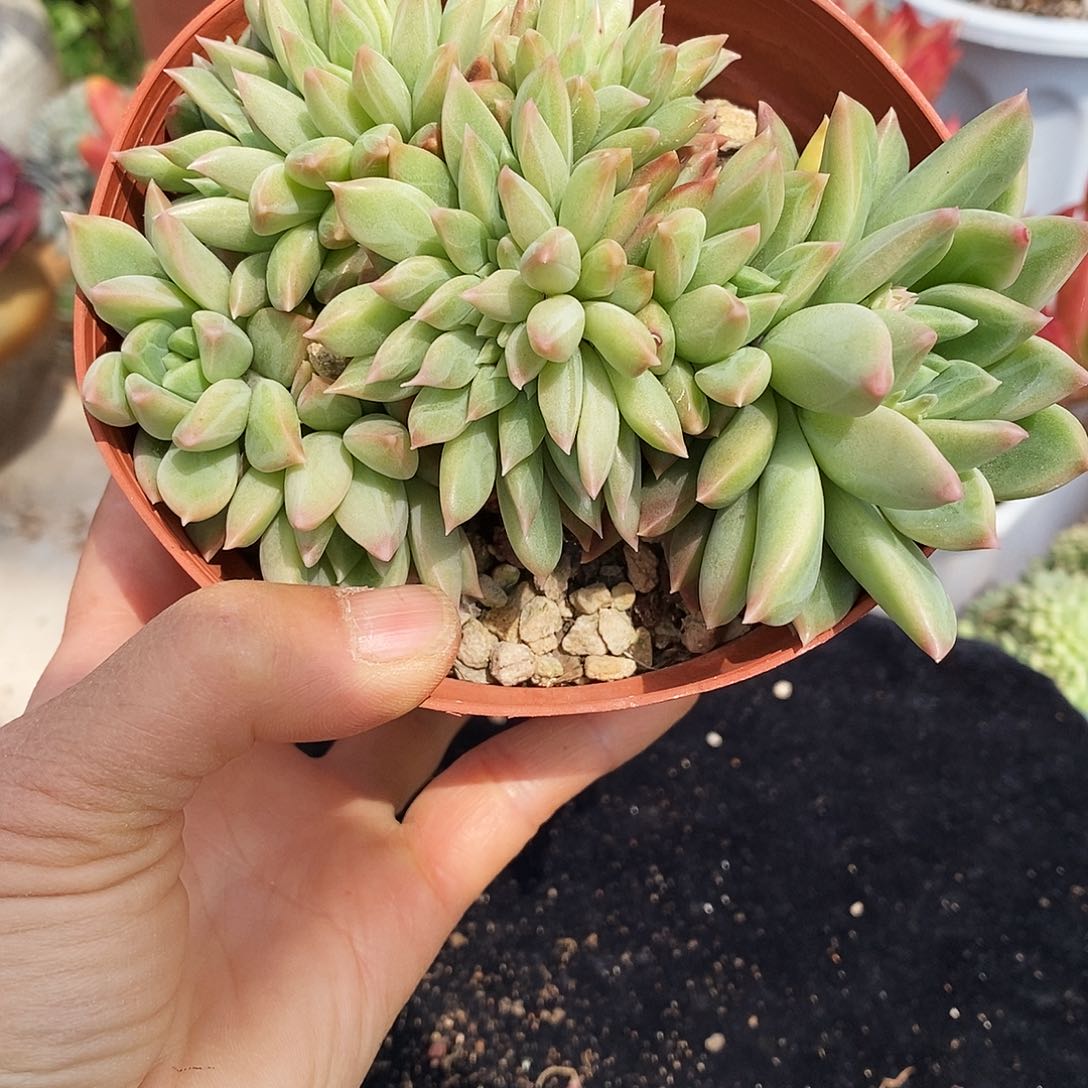 松露缀化非常漂亮03