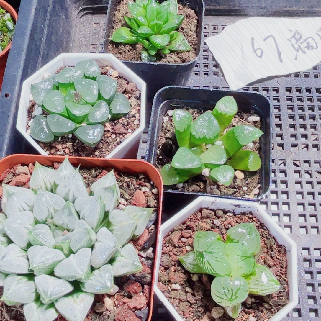 5棵漂亮肉肉多肉植物