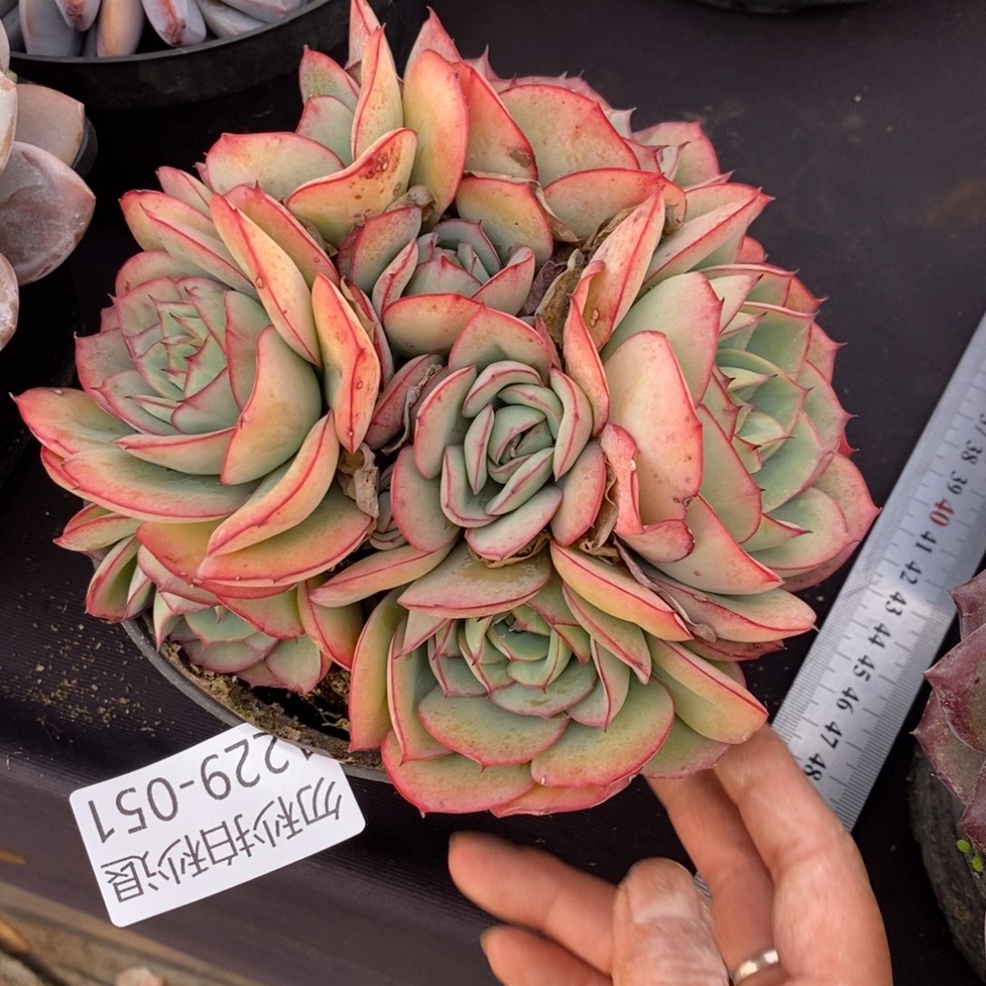 两单包邮1229-51牡丹亭