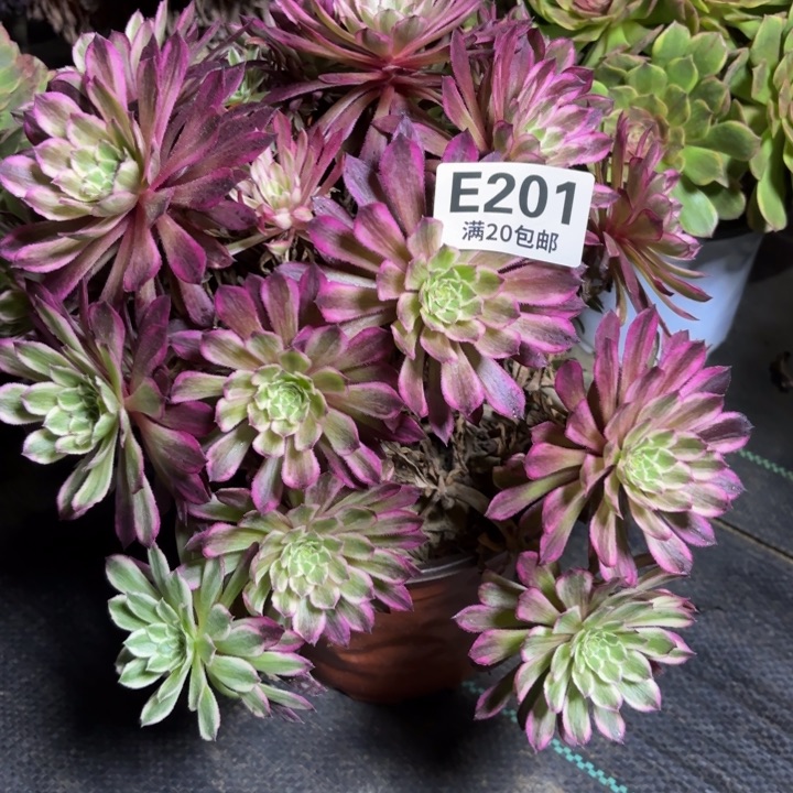 瑞妈一物一拍201有断枝