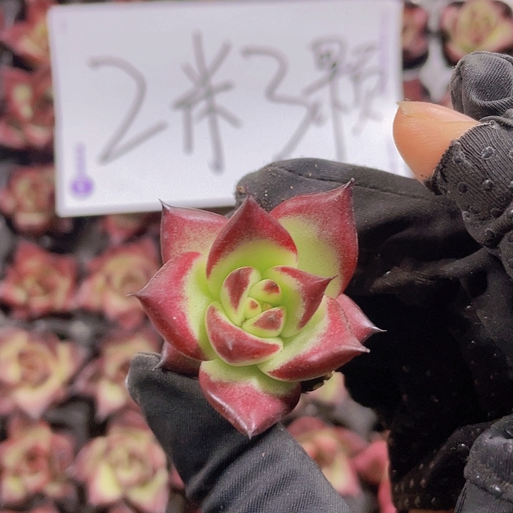 35精品红檀2米3颗