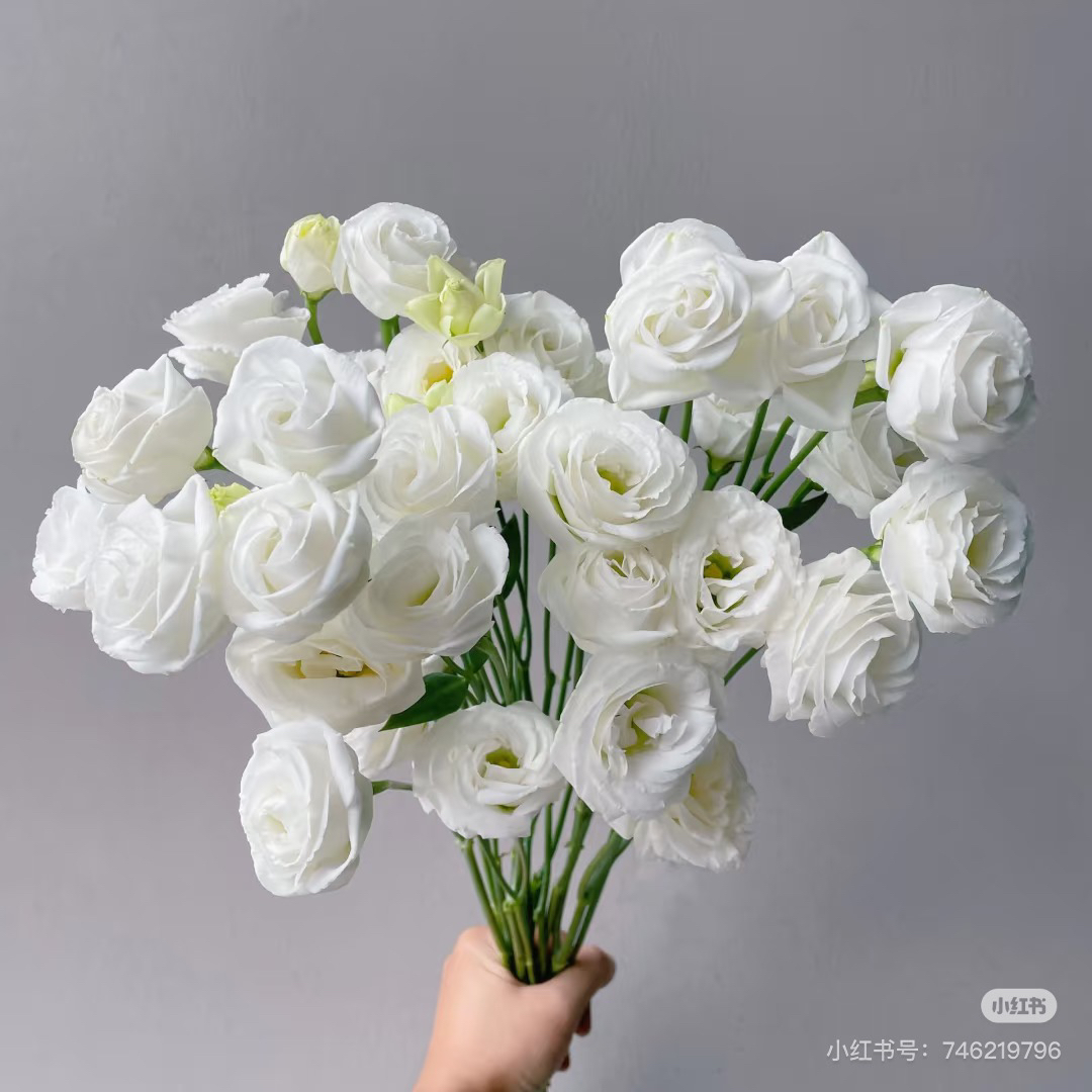 (20把起发)洋桔梗白色800g(婚庆批发商花店工作室拿货)