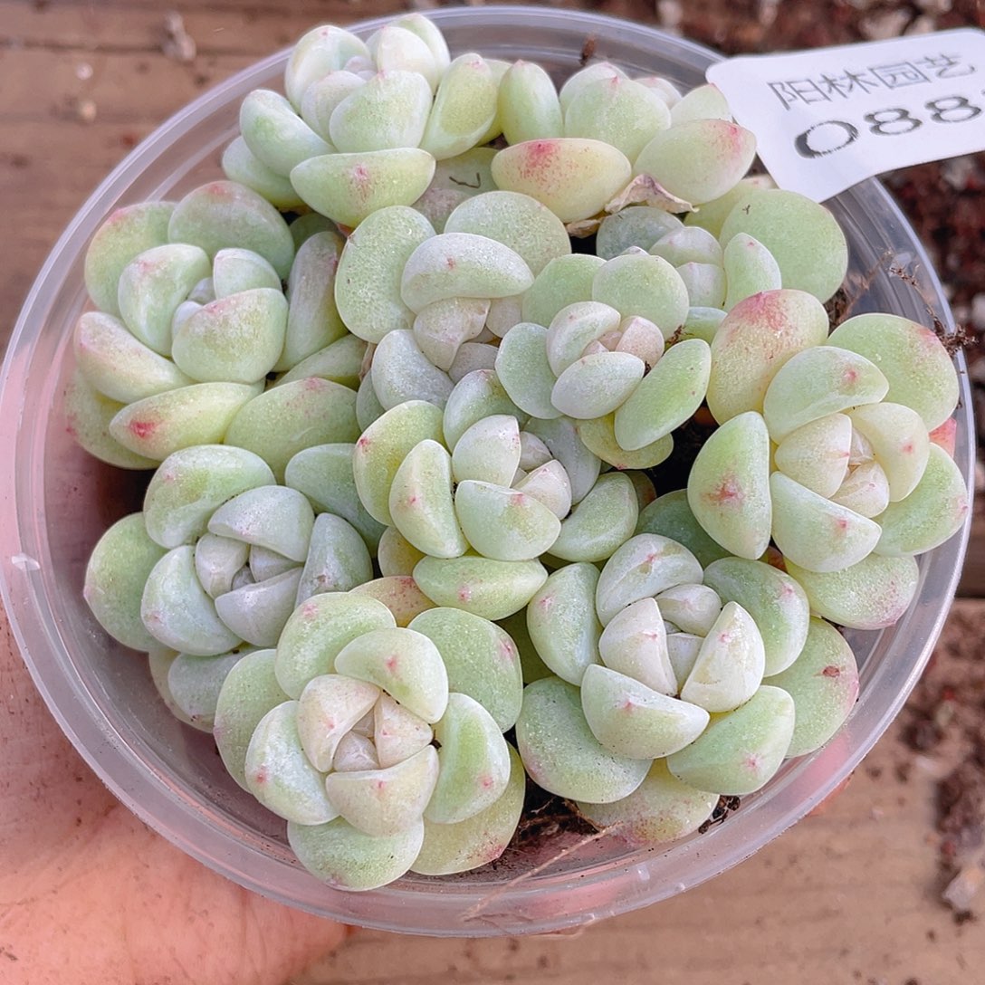 多肉植物多肉植物882