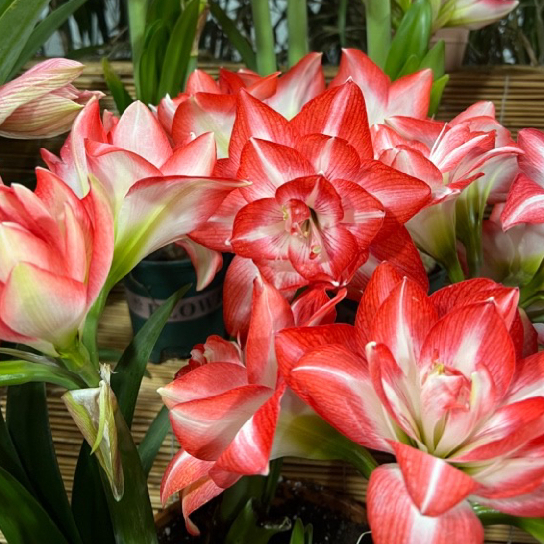 （小花匠花坊）花孔雀～重瓣，秘鲁进口朱顶红种球