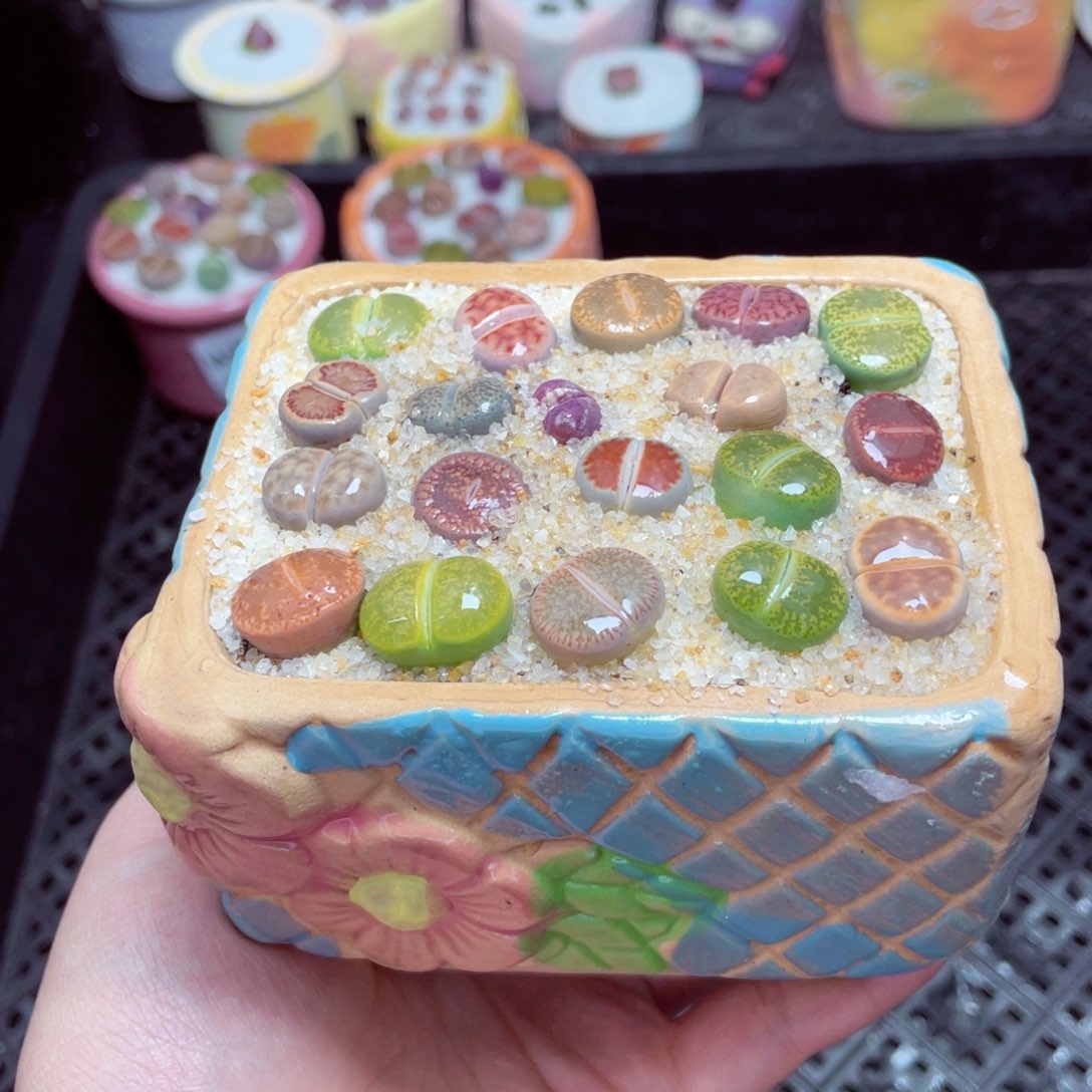 w6507 -零下地区拍保温箱-15支持寄养