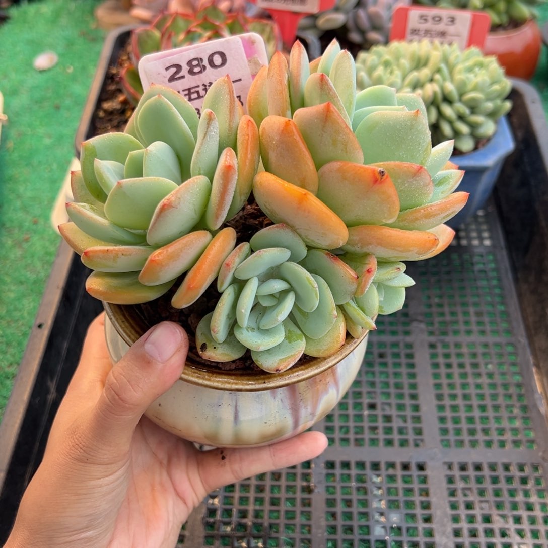 表妹精品多肉植物280.