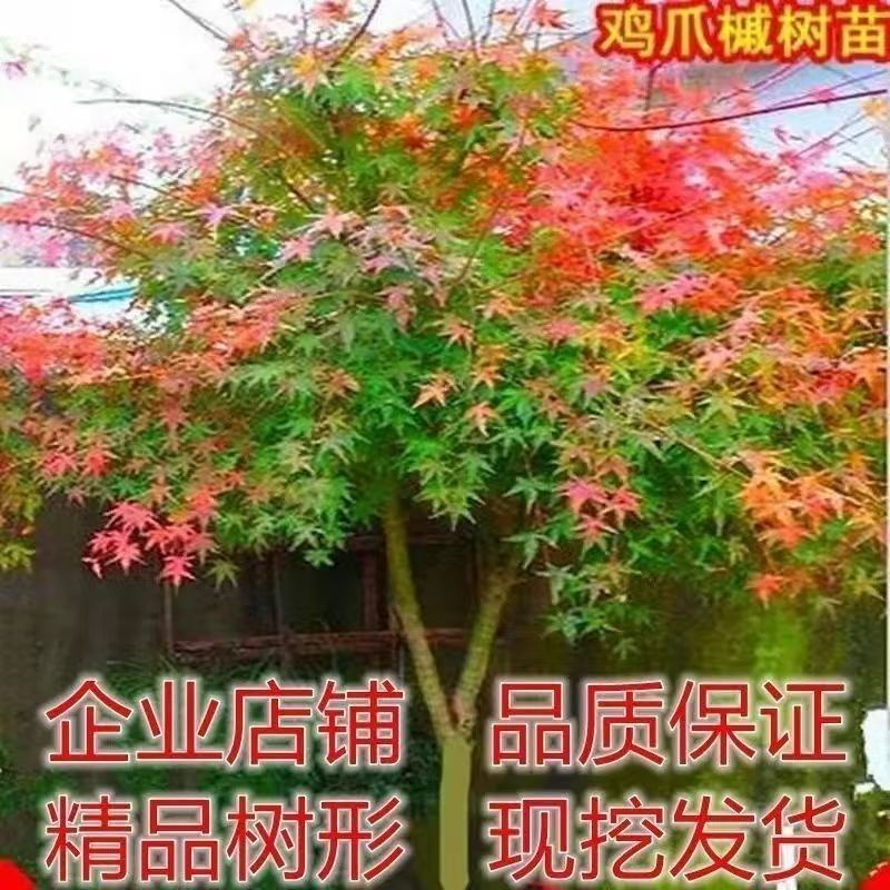 原生小叶鸡爪槭树苗枫树庭院风景大树园林绿化盆栽老桩观赏苗木
