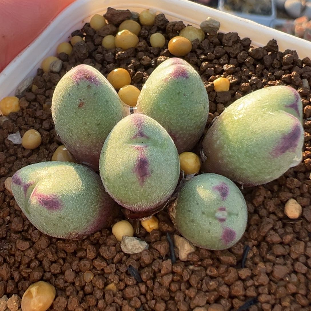 412多肉植物种类