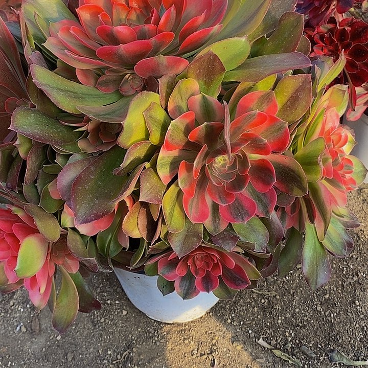 多肉雅典娜264多肉