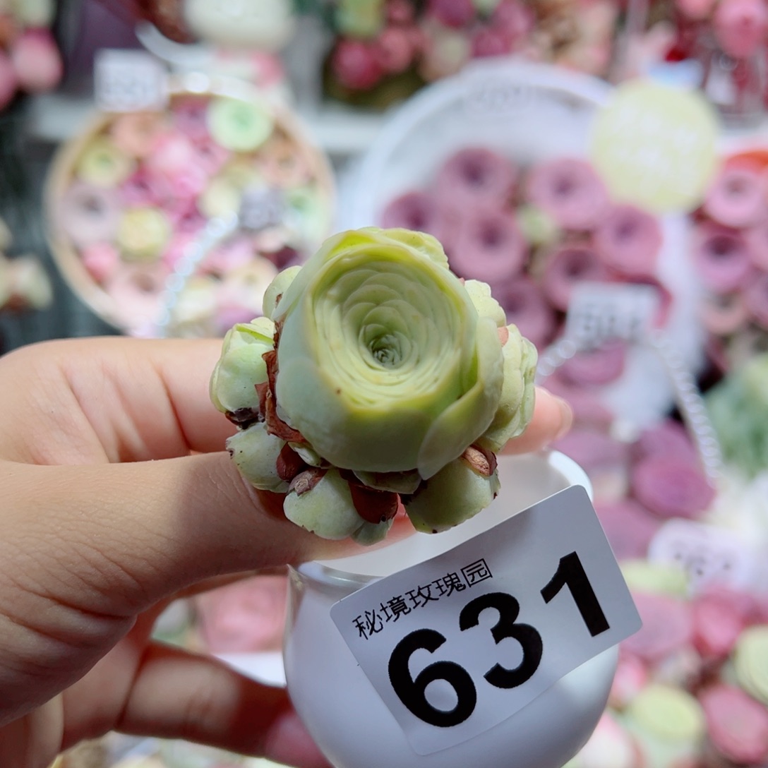 631黄玫瑰手捧花。       