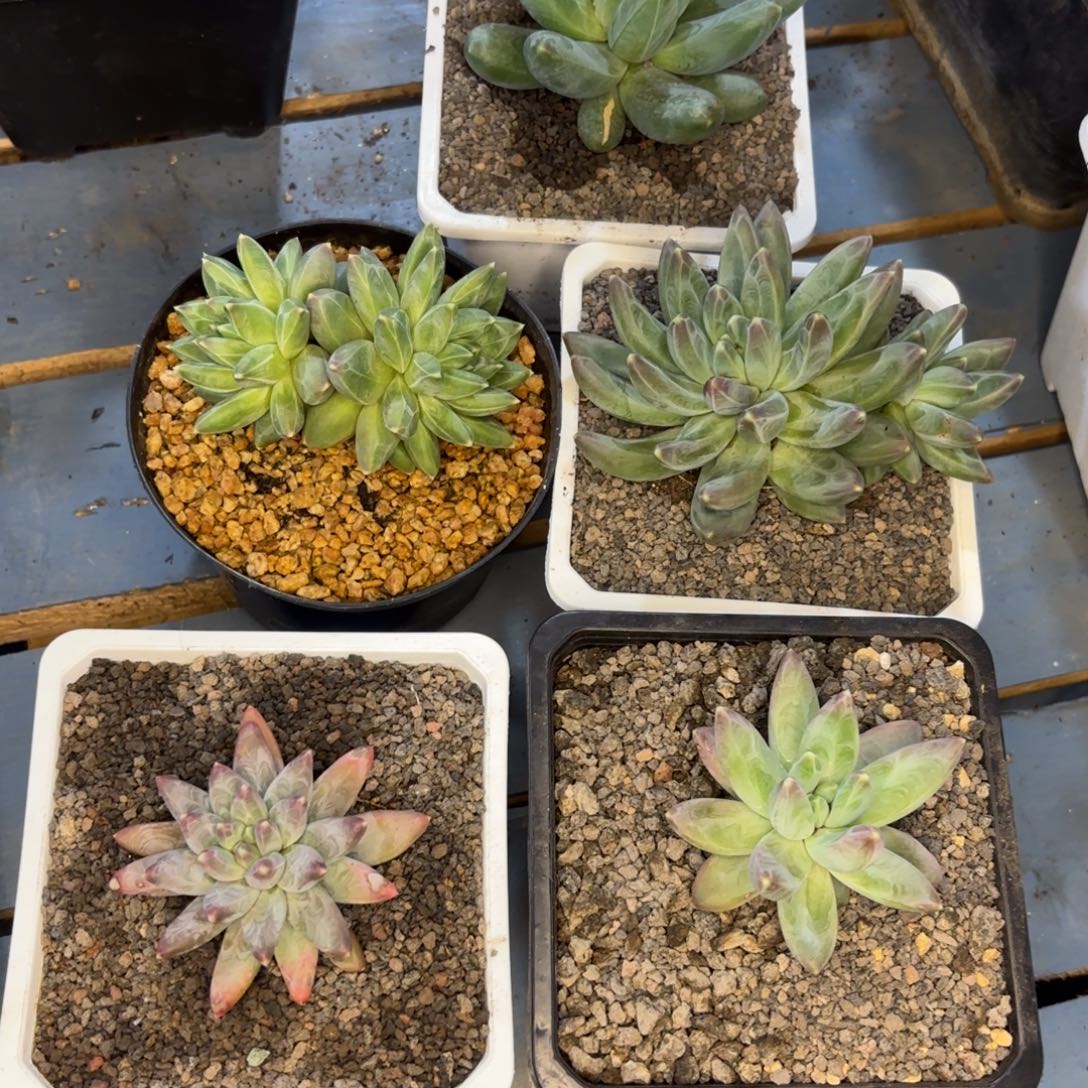 u***6美人个体一物一拍556