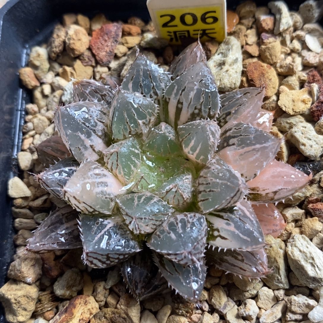 206小叶楼兰玉露锦一物一拍