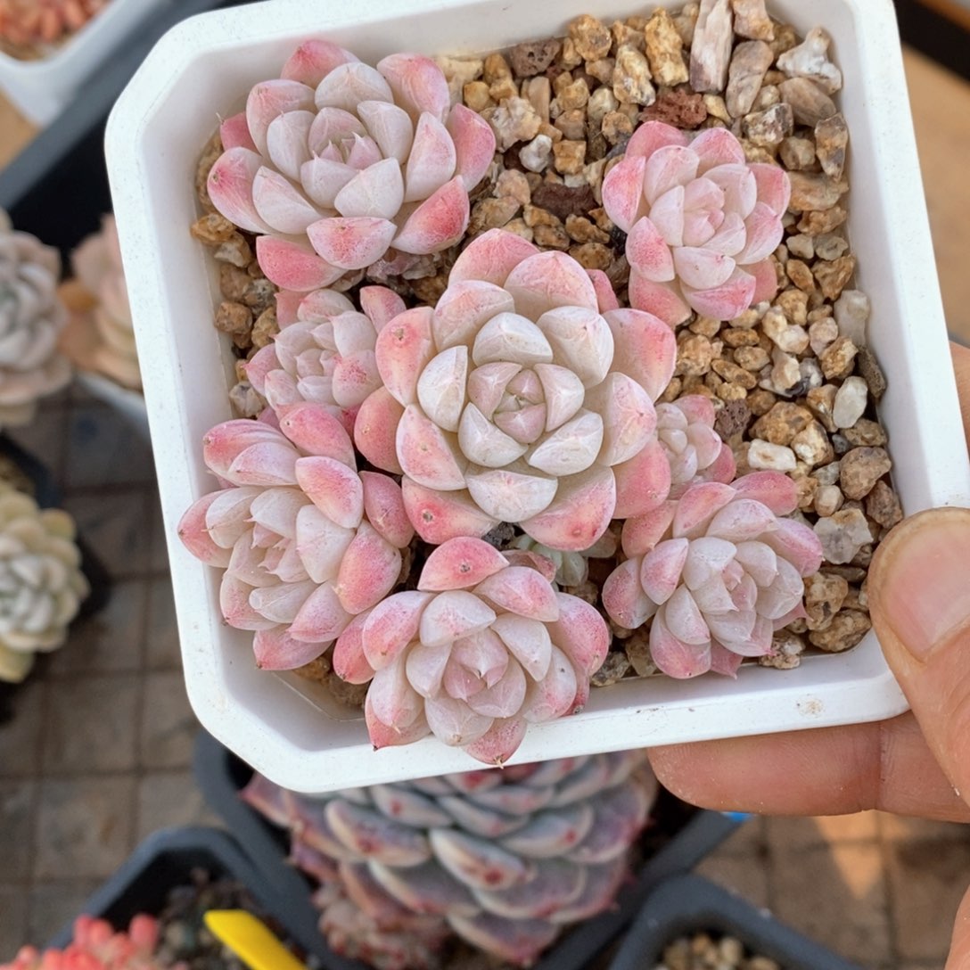 精品多肉一物一拍不包整172